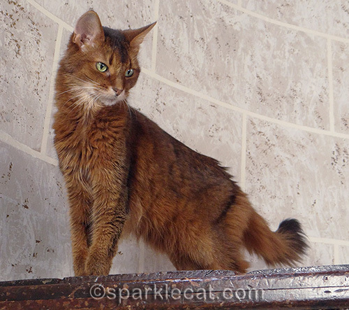 somali cat in final stages of kidney disease