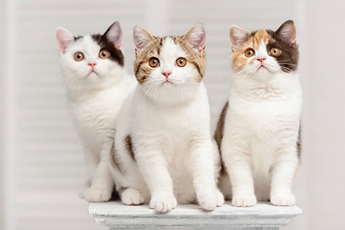 three cats courtesy of IDEXX