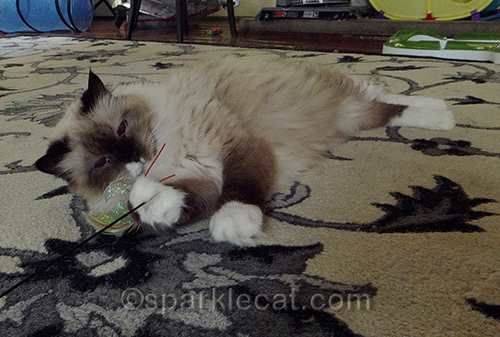 ragdoll cat playing with toy