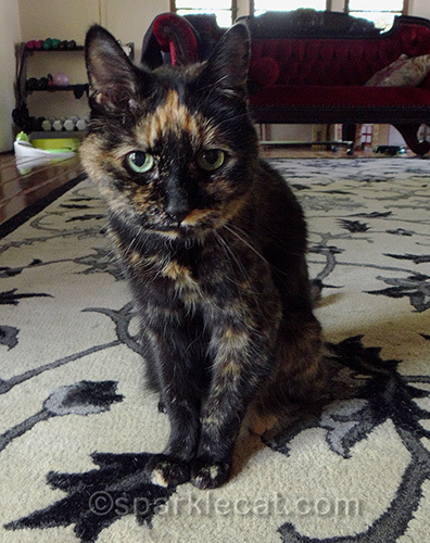 15-year-old tortoiseshell cat
