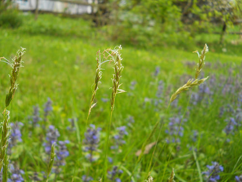 one of my favorite grasses
