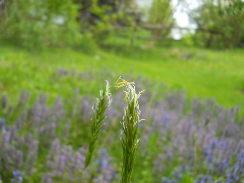 grass in bloom