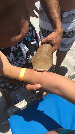 Shark bite