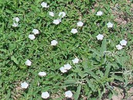 bindweed