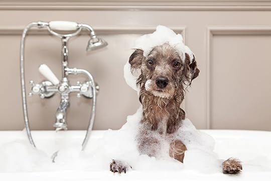 skunked dog bath