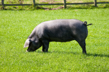 Cornish Black Pig Curly Tail
