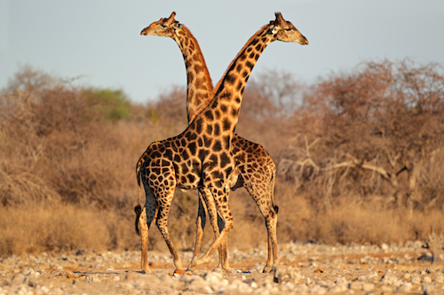Giraffe Spetner.jpeg