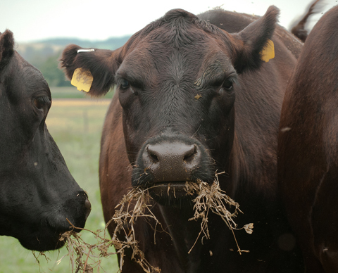 Photo: Eating less meat will reduce Earth's heat