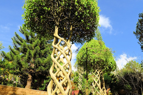 DNA tree.jpeg