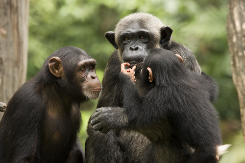 Grieving chimps.jpeg