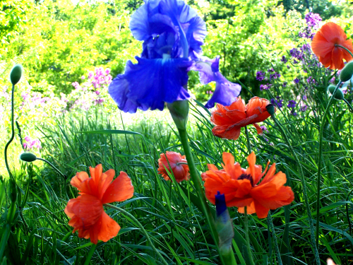 blue iris and poppies