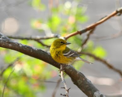 warbler