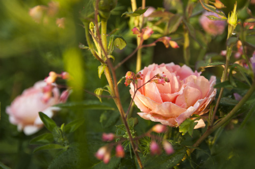 June Roses Abraham Darby