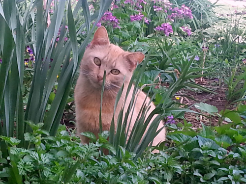 owl-cat-in-the-garden.jpg1
