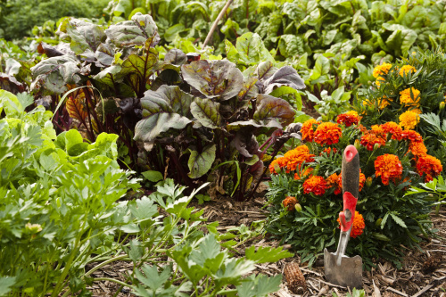 Salad garden.