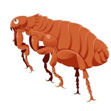 Drawing of cartoon flea