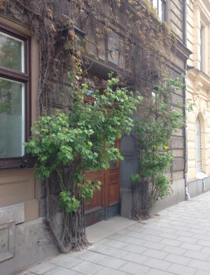 Kolla den här rosenbusken. Rakt upp ur gatan växte den. Måste vara ljuvligt när den blommar.