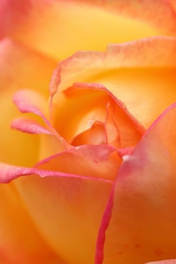 Tender Blush
