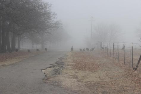 wild turkeys in fog