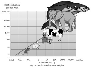 scales metabolism