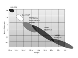 scales metabolism intrinsic rate