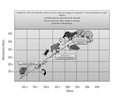 scales metabolism animals
