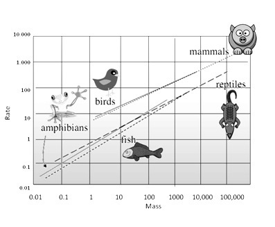 scales metabolism fundamental types