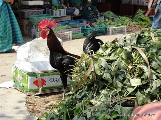 rooster at town market in Labuan Bajo on Flores Island in Indonesia