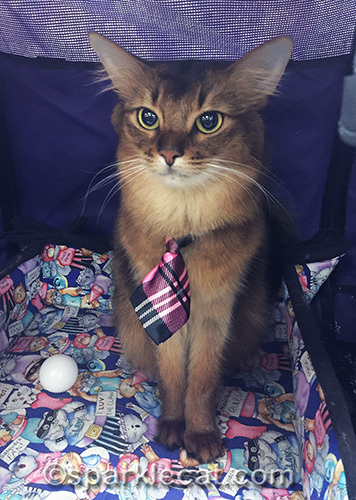 somali cat posing in plaid tie