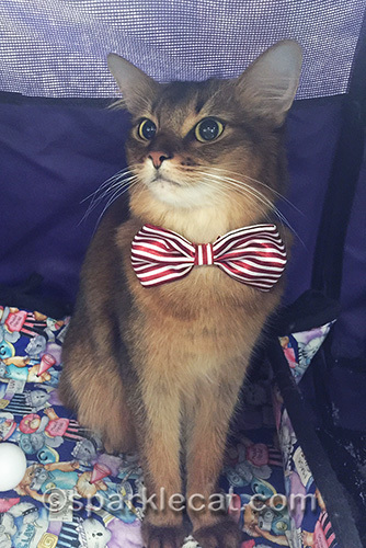 somali cat posing in a red and white striped bow tie