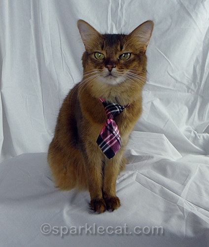 somali cat doing photo shoot wearing a plaid tie