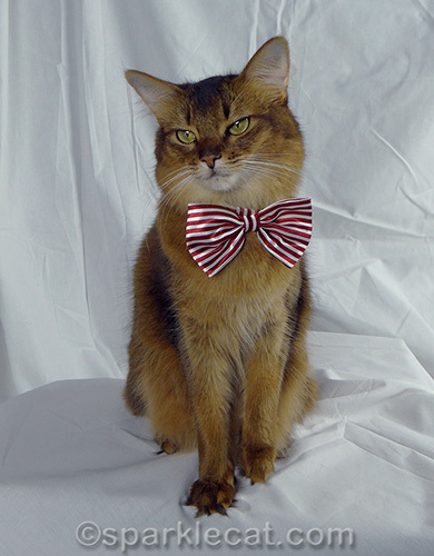 Somali cat wearing snappy red and white striped bow tie