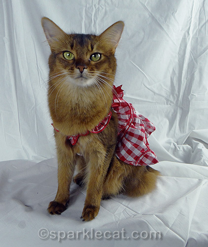 somali cat in cute gingham dress