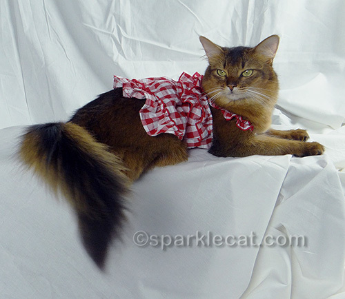 somali cat posing in gingham dress