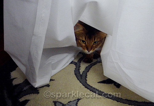 somali cat playing hide and seek in backdrop