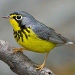 Canada Warbler