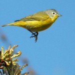 Nashville Warbler