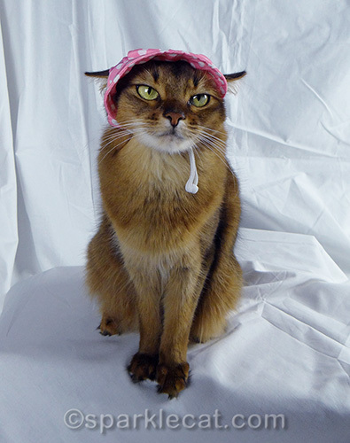 unhappy somali cat wearing bonnet