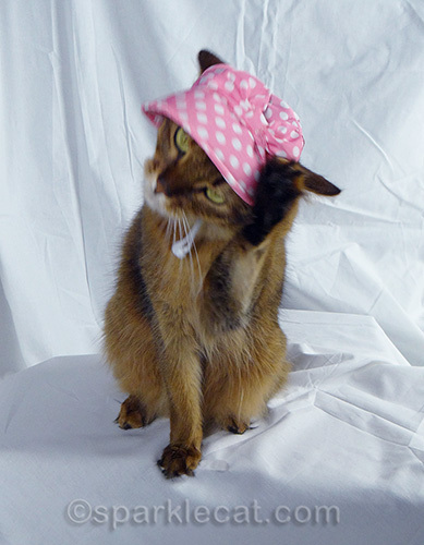 somali cat removing pink bonnet