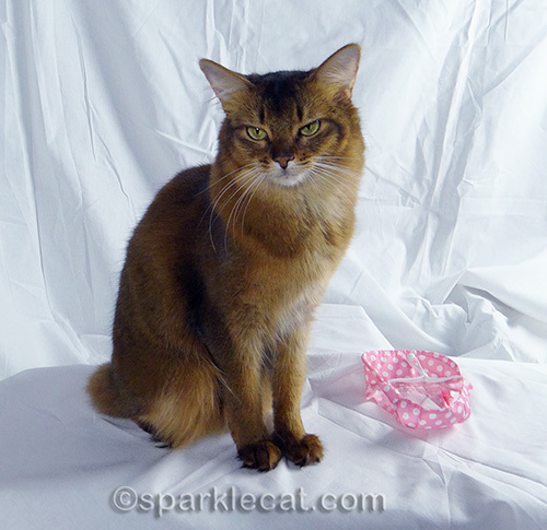 somali cat sitting next to rejected bonnet