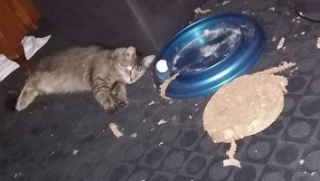 ginger the destroyer2