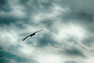 seagull