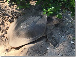 tortoise