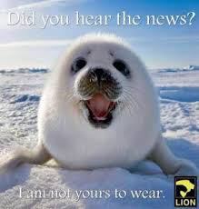 BABY SEAL