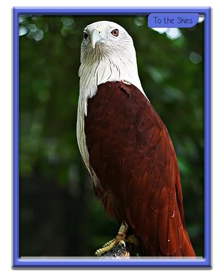 Brahminy Kites