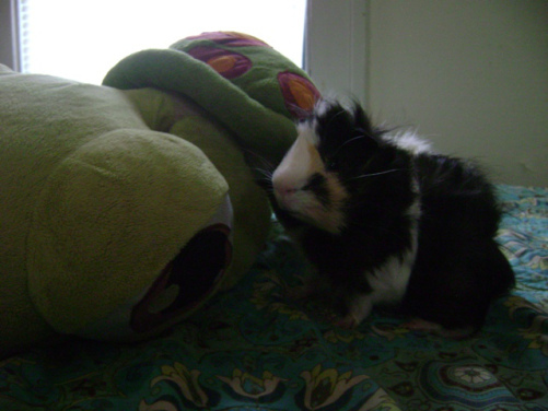 Also, this is Finny. It may not be clear in this picture, but he is a madman. Not a witch. 