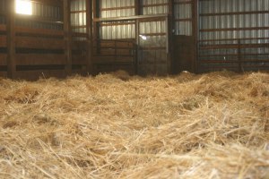 Hay on barn floor