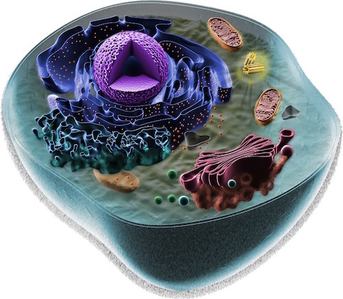 Cell_animal.jpg