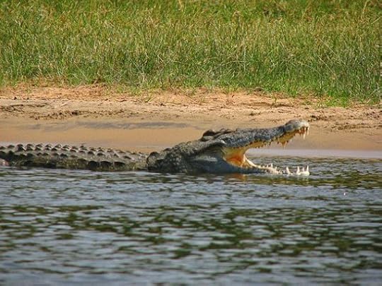 crocodylus_niloticus6