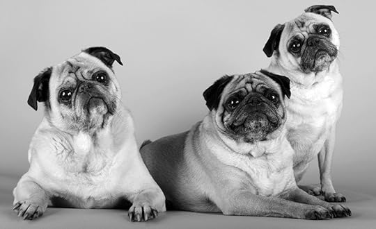 order pug
